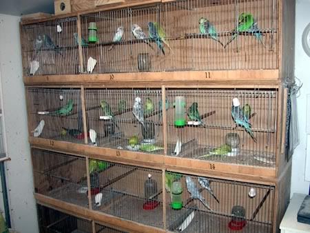 budgie breeding cages