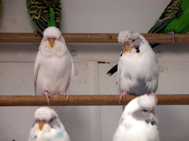 20081207004.jpg