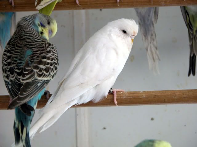 20081207007.jpg