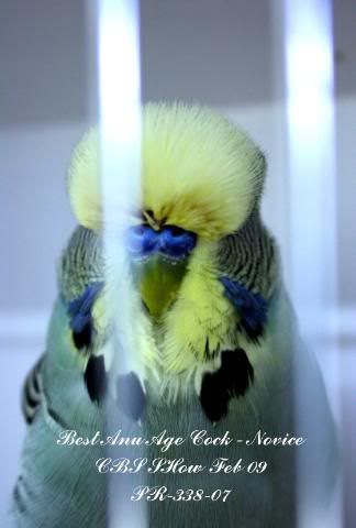 BestAnyAgeCock-NoviceCBSfeb09-1.jpg