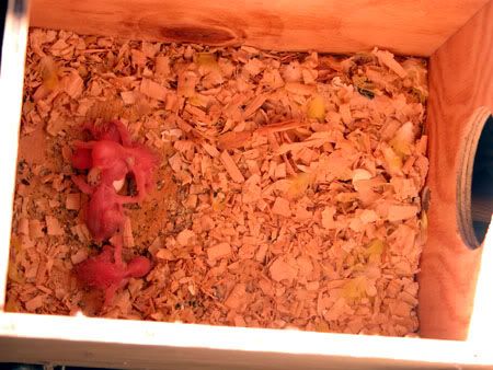 Budgerigars006.jpg