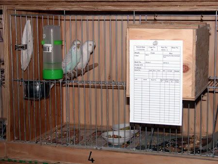 Budgies007.jpg