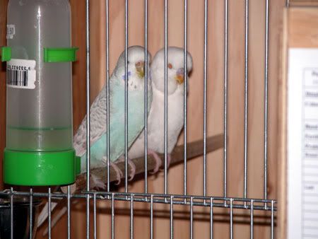 Budgies008.jpg