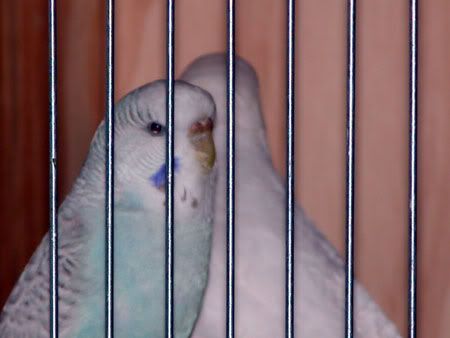 Budgies010.jpg