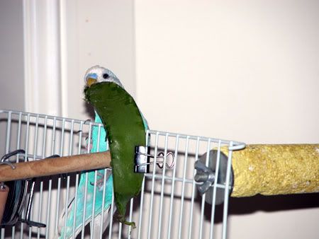 DSCN5373.jpg