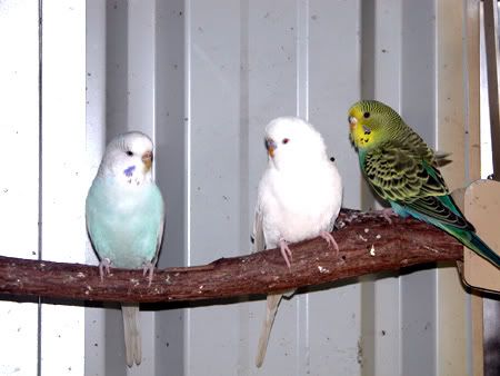 budgie031.jpg