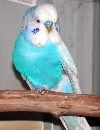 budgie09015.jpg