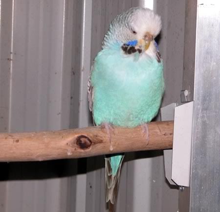 budgie09016.jpg