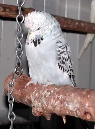 budgie09017.jpg
