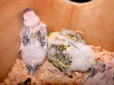 budgies035.jpg