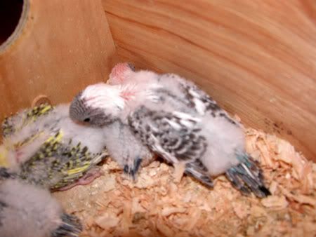 budgies037.jpg