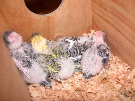 budgies038.jpg