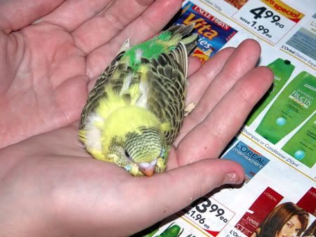 budgies050.jpg