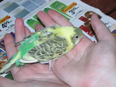 budgies051.jpg