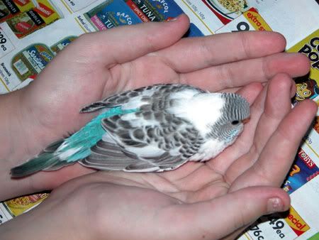 budgies053.jpg