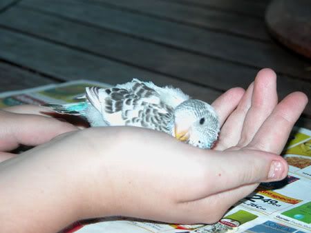 budgies055.jpg