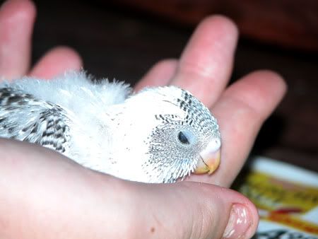 budgies057.jpg