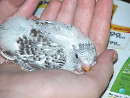 budgies058.jpg