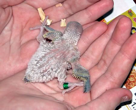 budgies060.jpg