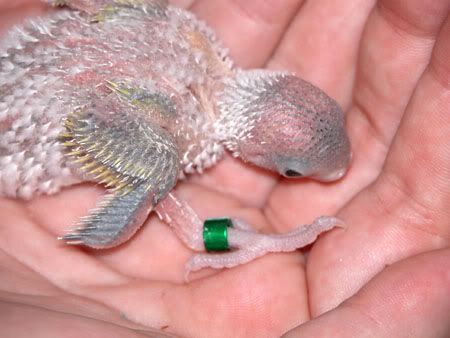 budgies061.jpg