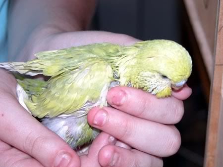 chick001-1.jpg