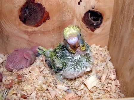 chick003.jpg