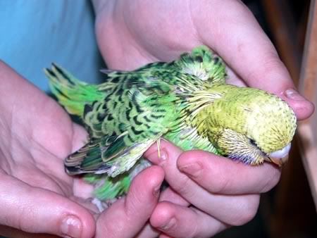 chick004-2.jpg