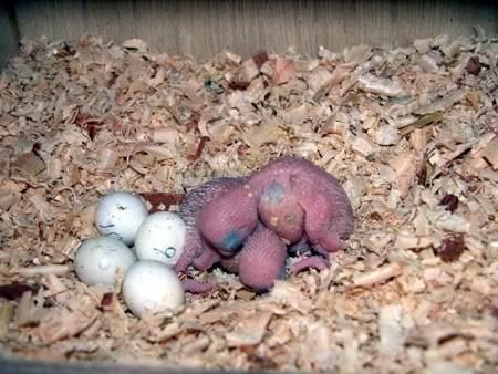 chick005.jpg