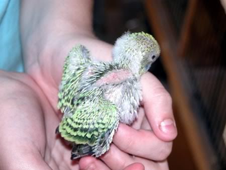 chick006-1.jpg