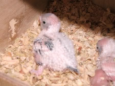 chick008-1.jpg