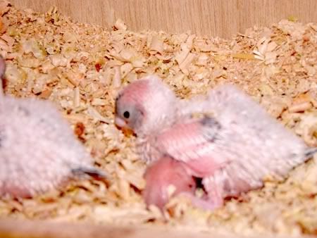 chick009-1.jpg
