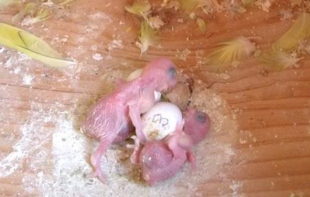 chick010-1.jpg