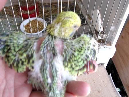chick010.jpg