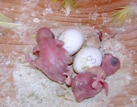 chick011-1.jpg