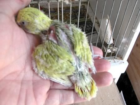 chick011.jpg