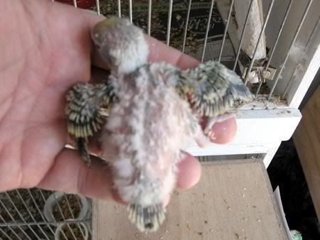 chick012.jpg
