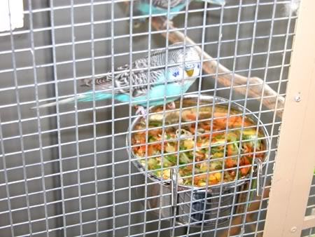 nestbox002.jpg