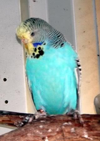 nestbox007.jpg