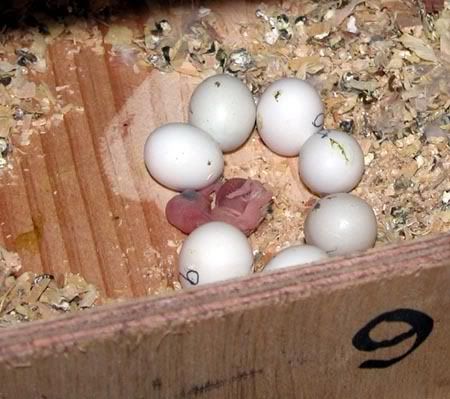 nestbox012.jpg