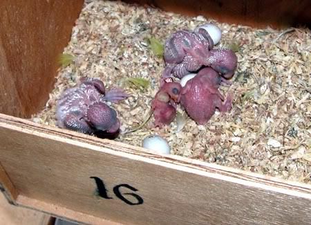 nestbox013.jpg