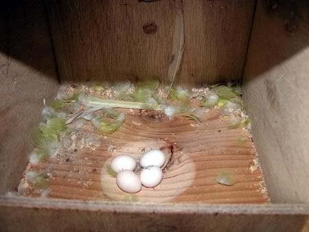 nestbox014.jpg