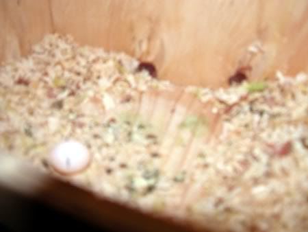 nestbox016.jpg