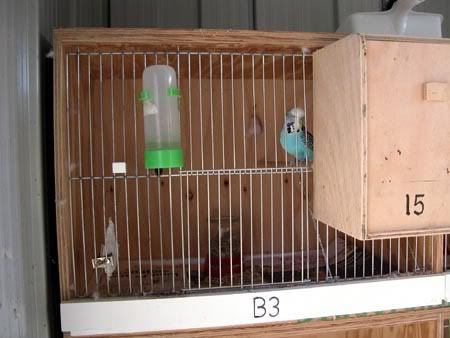 nestbox018.jpg