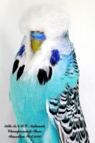 true_blue.jpg