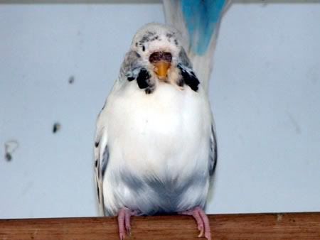 wfb058.jpg