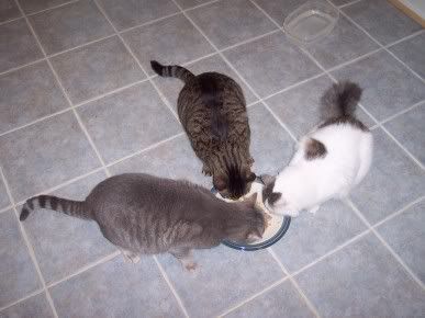 PICS of Family Pet(s)