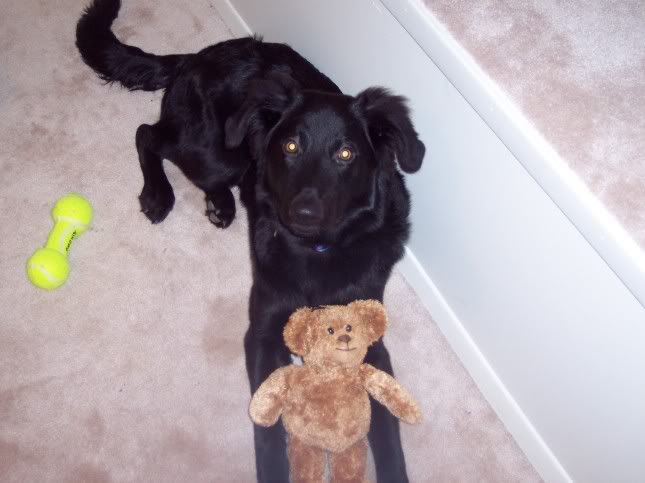 Your Puppy