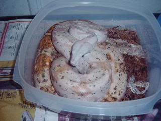 crestedgeckosetups025.jpg