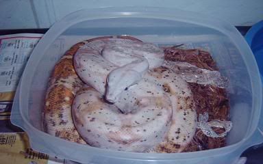 crestedgeckosetups026-1.jpg