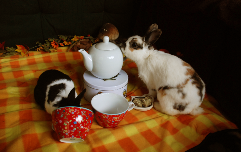 DivaenCashightea_zps650a5564.png